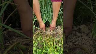 🧅🌱 Manual Green Onion Harvesting Method and Root Pulling Hack