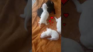 Toby Papillon&#39;s Newborn cousins in Kenya huddled together ❤️ #dog #papillon #pomeranian