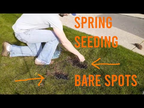 How to fill in bare spots in the lawn: Spring Seeding