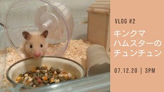 キンクマハムスターのチュンチュン🎵