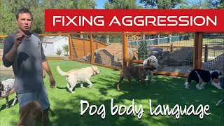 Learn how to help dog on dog aggression with my simple method