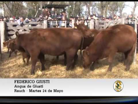 24-05-16 Nota Federico Giusti - Angus de Giusti - Rauch.