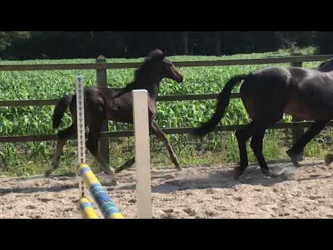 Fürst Jazz - French Kiss- Argentinus