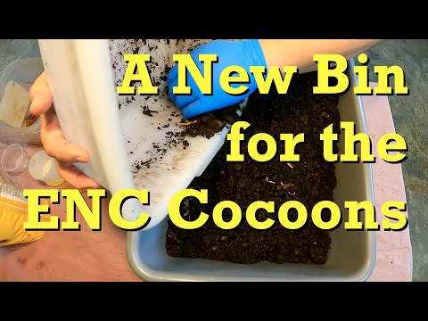 New ENC cocoon system upgraded to larger bin - worm farm vermicomposting