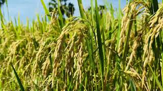 Download lagu Cuplikan Sawah 2 - |Keajaiban Kamboja| mp3