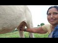 Cowprepare Milking