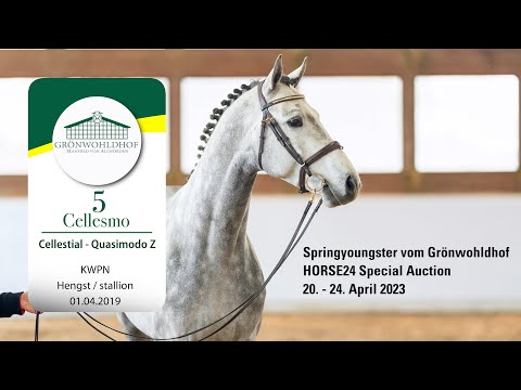 Springyoungsterauktion Lot 05 Cellesmo Hengst v. Cellestial - Quasimodo Z