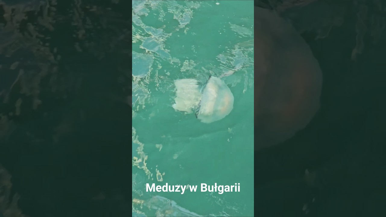 Meduzy w Bułgarii? Duże czy małe? #podróżezdziećmi...