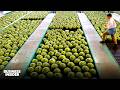 Where America Imports 100 Billion Of Food From A Year