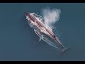 Facts The Sei Whale