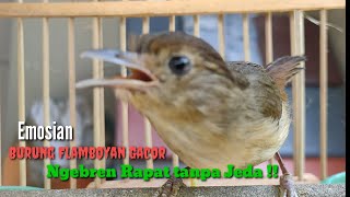Download lagu Burung Flamboyan Gacor Ngebren Rapat Nyerecet Cocok buat Pancingan mp3