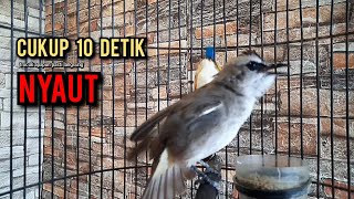 Download lagu trucukan gacor TARUNG ROPEL PANJANG pancingan trucukan agar bunyi jadikan burung trucuk gacor EMOSI mp3 Download lagu trucukan gacor TARUNG ROPEL PANJANG pancingan trucukan agar bunyi jadikan burung trucuk gacor EMOSI mp3