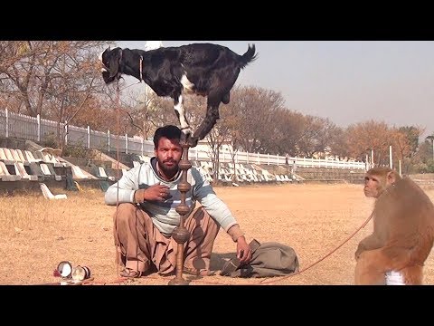 download lagu mp3 mp4 Bakri Ki Comedy, download mp3 Bakri Ki Comedy free download mp3, download mp3 Bakri Ki Comedy