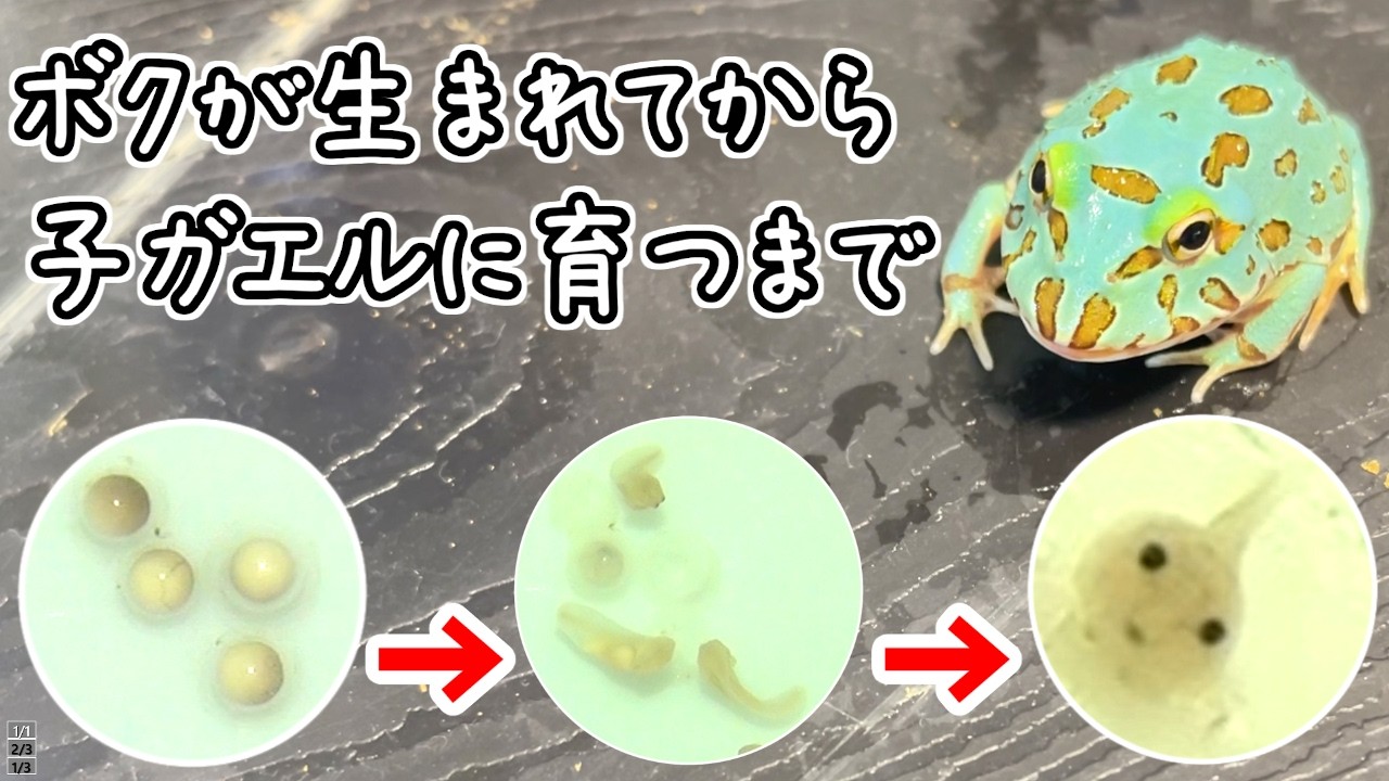 クランウェルツノガエルが卵から子ガエルになるまでじっくり観察してみた結果...衝撃映像が!!
