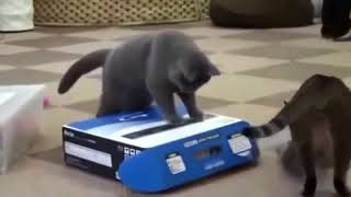 Приколы Про Животных 2016,Funny Videos,Best Funny Fail Compilation,Funny Videos 2016