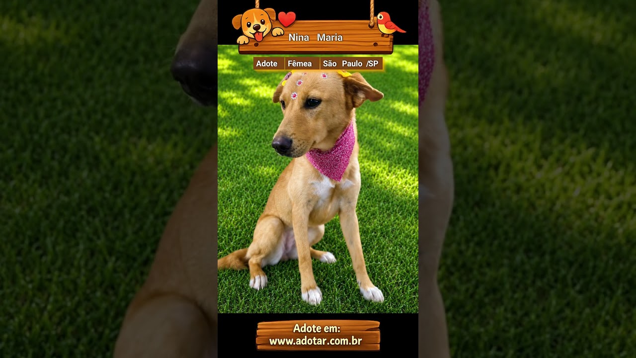 Cachorro raça SRD-ViraLata idade 1 ano nome Nina Maria 