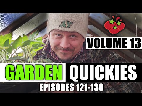 Growing Zucchinis The Right Way Part 1 of 3