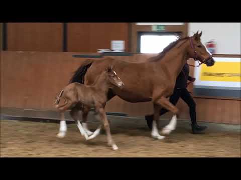 Global Foals | Sportfohlen Stute | SF Vitalis × Fleury