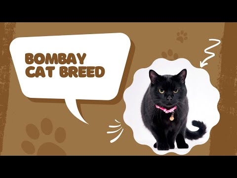 Bombay Cat Breed You Need To Know