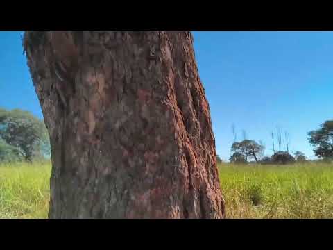 sítio  a venda  pra quem almeja mora na fazenda está a oportunidade 13 hectares 34 99789-5318 