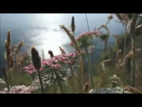 The Chieftains - The Morning Dew