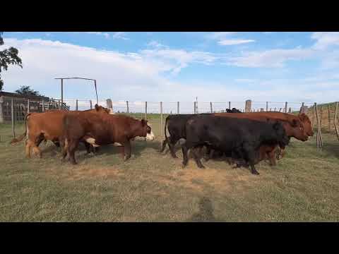 135 novillos UE Hilton Curti Enrique