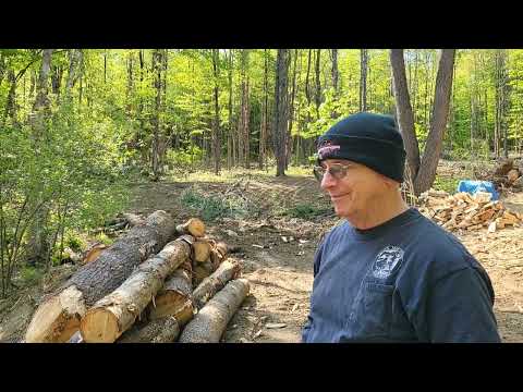 Taking a look at the logging in the back 7 acres...