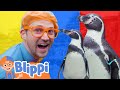 Blippi Learns Colors With Penguins At The Zoo Blippi Learn Colors And Science
