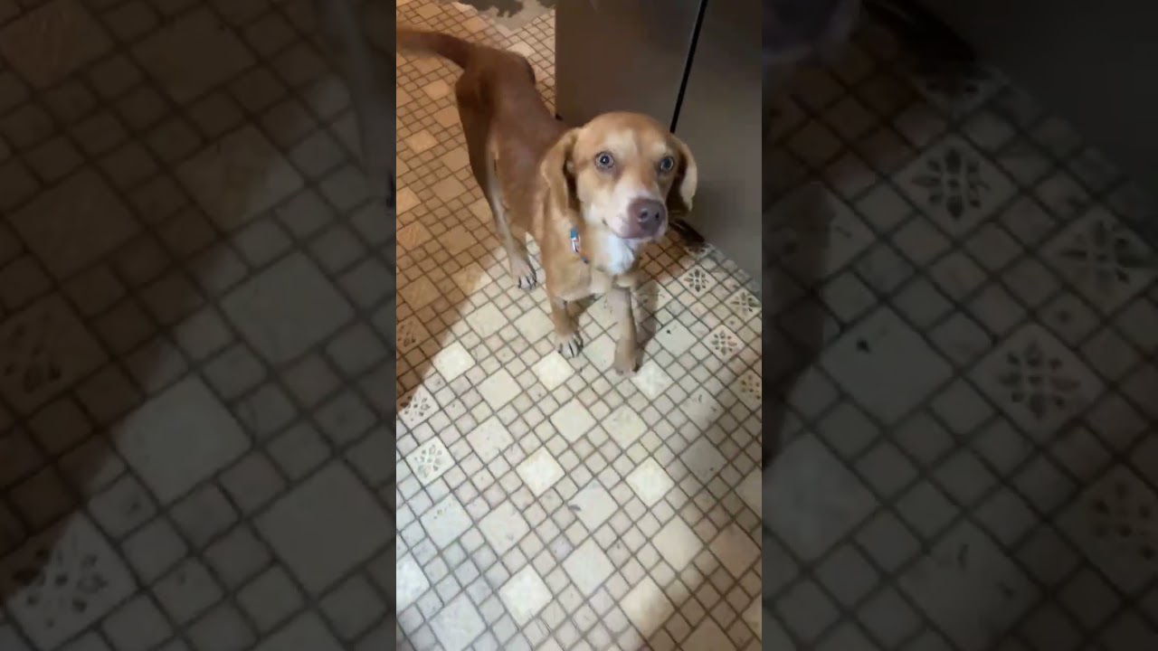 Enlarge Harvey, a Adoptable Beagle in Seminole, OK video 3/3