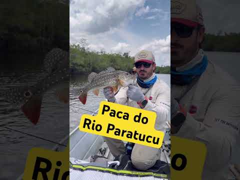#shorts Tucunaré Parca do Rio Paratucu - Nhamundá Amazonas #fishing #tucunaré #tucunare