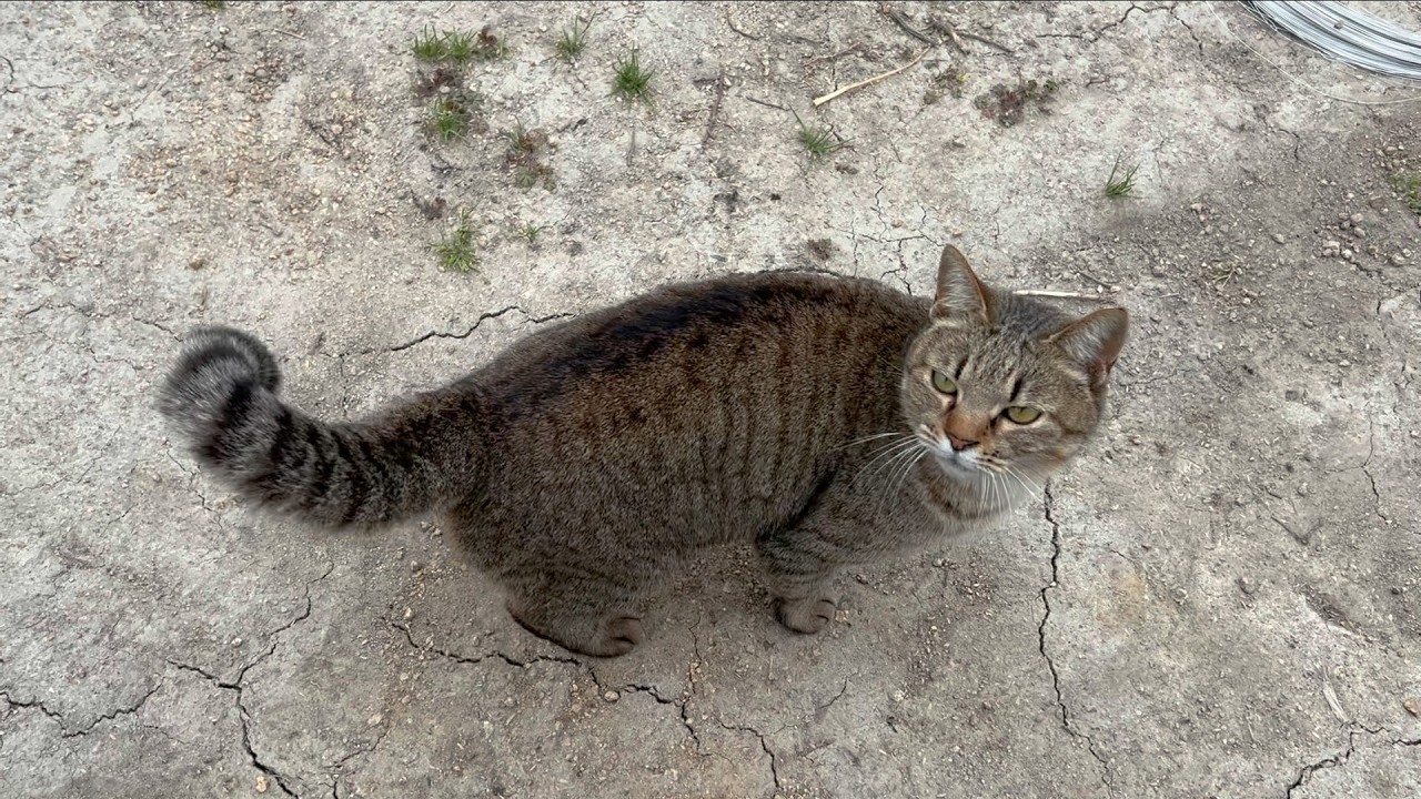 仕事が終わるまで待って一緒に帰りたい猫