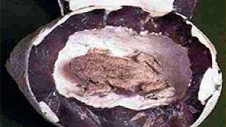 Mysterious fossils You Won&#39;t Believe Exist