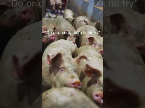 , title : 'This is us #shorts #pig #meat'