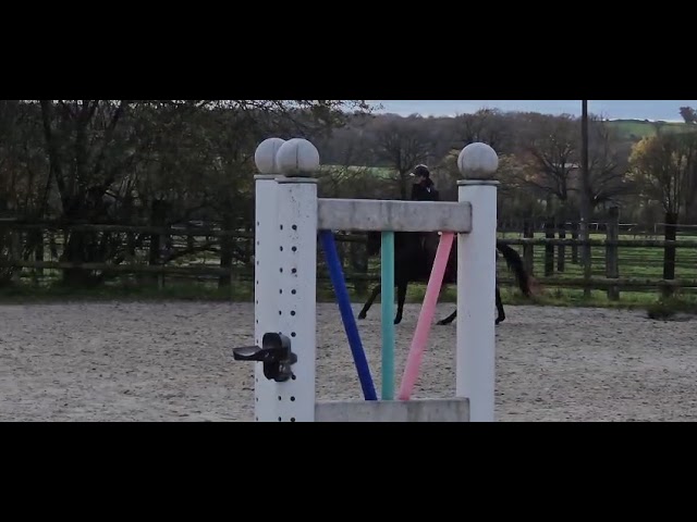 Hongre 4 ans plein papier AA