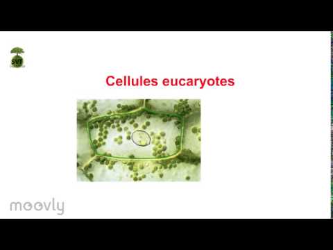 Capsule "Les cellules"