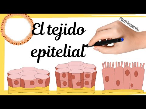 EPITHELIAL TISSUE [A lining tissue]