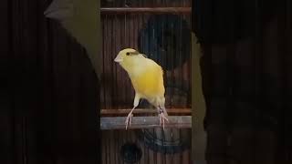 Download lagu kenari paud usia 3 bulan calon prospek mp3