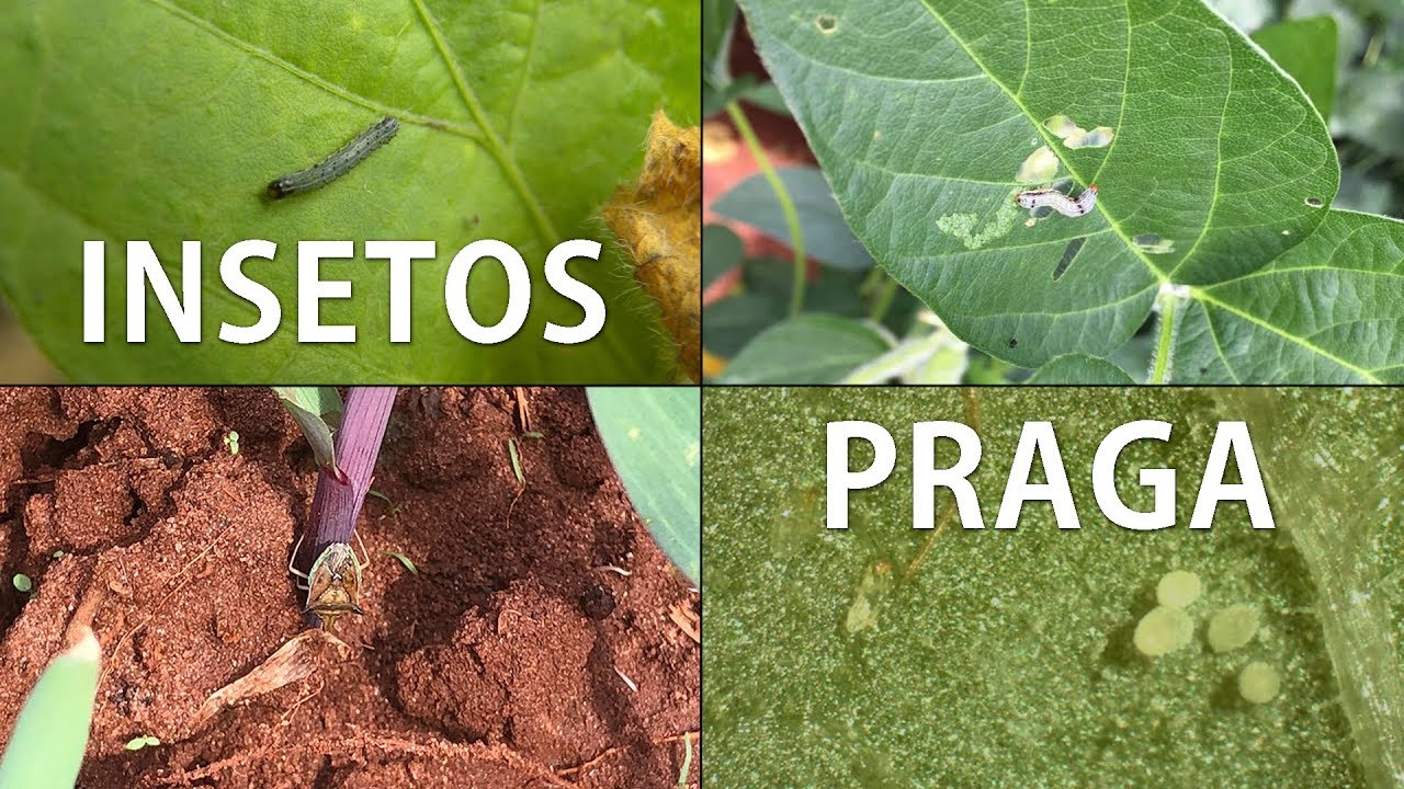 Ciência Sem Limites | Importância e combate aos insetos-praga nas lavouras