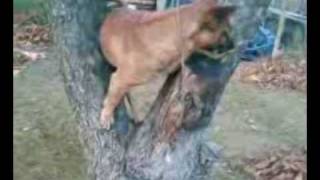 Lucky - My super dog on trees