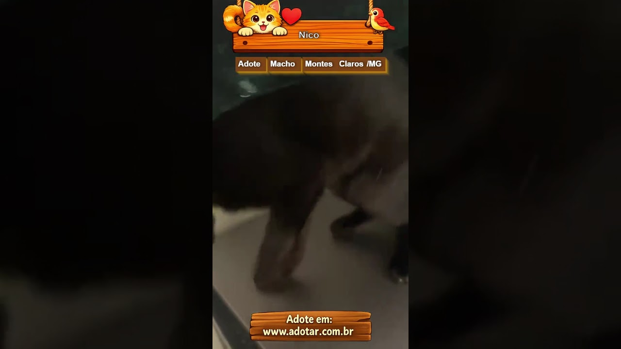 Gato raça SRD-ViraLata idade 7 a 11 meses nome Nico