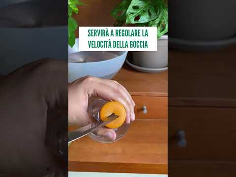 Come tenere le Piante Innaffiate quando sei fuori o in vacanza