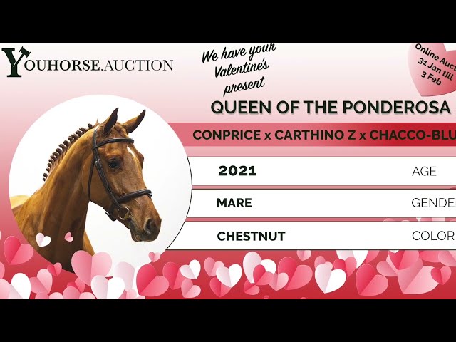 Queen of the Ponderosa jumping cross fences