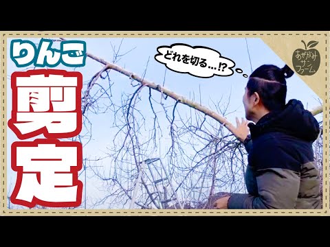 なぜいつ、リンゴを収穫するために年齢に応じてリンゴの木を剪定するのか