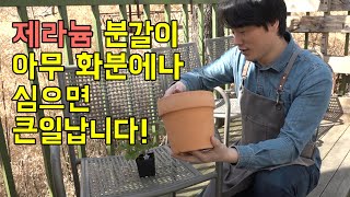 제란늄 초보자를 위한 제라늄 분갈이 화분 유의사항