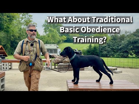 Traditional Basic Obedience Training | Labrador Retriever Session Excerpt
