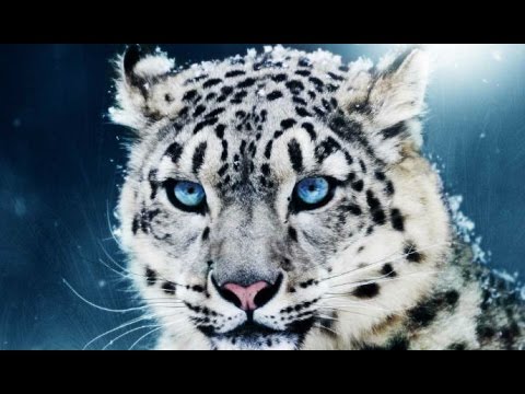 10 Unbelievable Animals SAVED From Extinction!