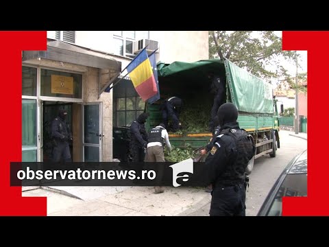 Doi săteni aveau o cultură de canabis de 10 milioane de lei într-un câmp din Neamţ