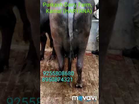 Female black murrah buffalo