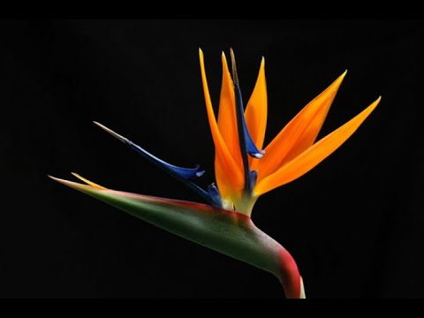 cele mai frumoase flori din lume