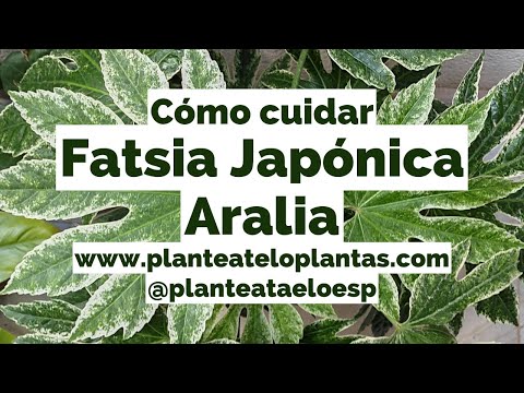 , title : 'Cómo cuidar Fatsia Japónica, Aralia, Aralia del Japón 💚 muy FÁCIL y básico'